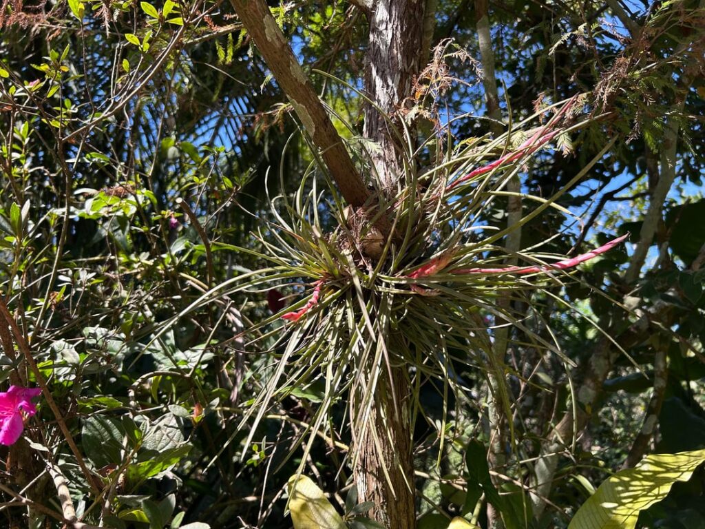 Botanical Garden Airplants