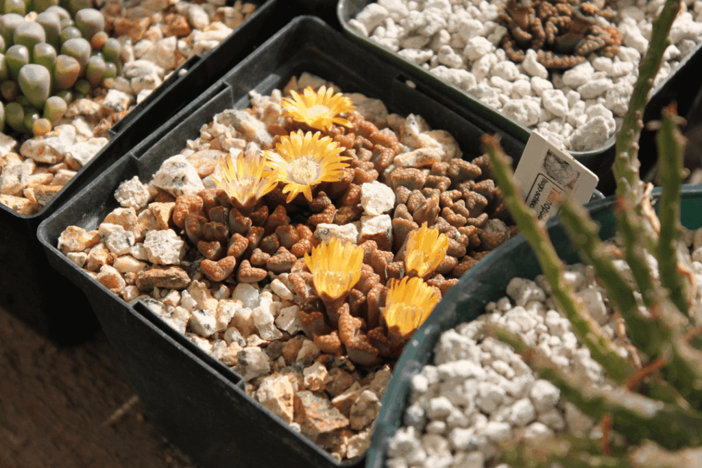Titanopsis hugo-schlechteri, 2-3 yrs from seed