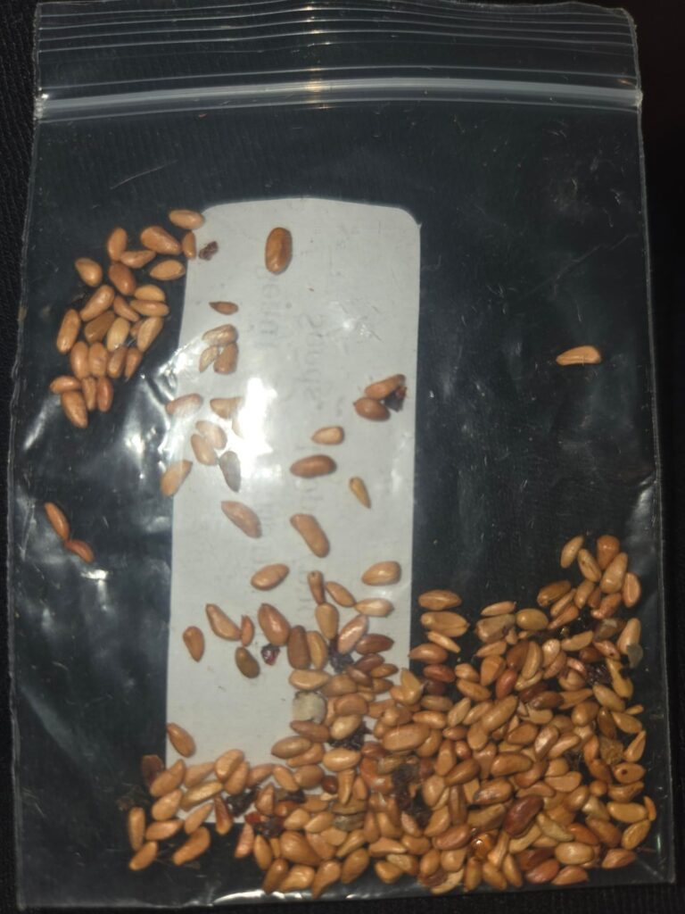 What kind of seeds are these?