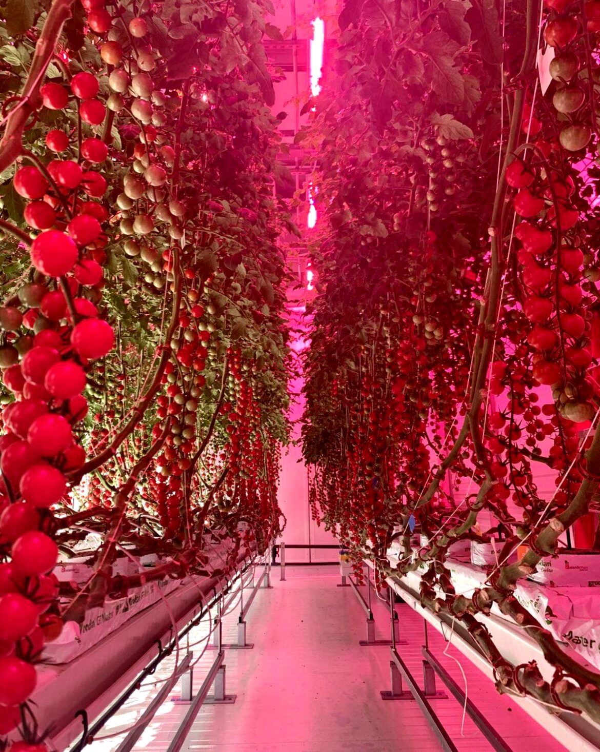 Indoor Tomatoes - 15 weeks since seeding plants are growing stronger than ever.