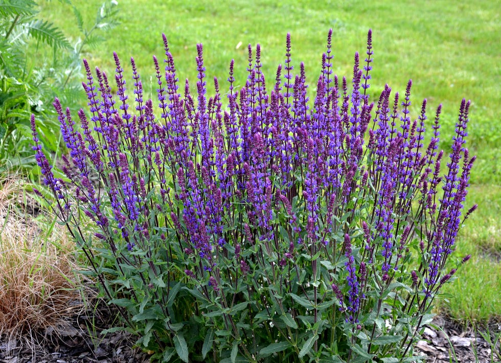 salvia in garden