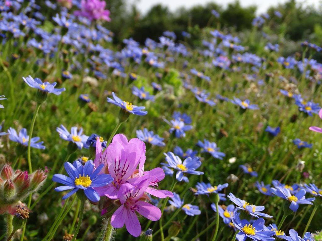 A Week’s Free Entry to These National Gardens in March! National Gardens Week