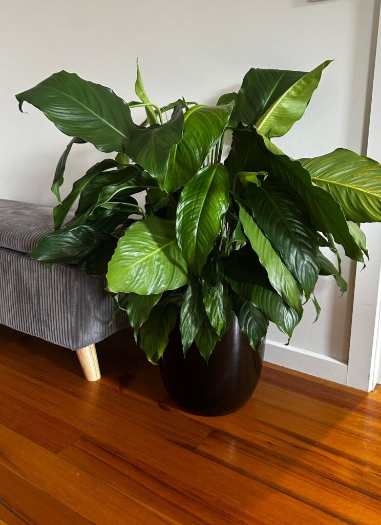 Peace lily help Peace lily help