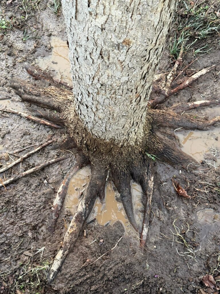 Did I miss any girdled roots?