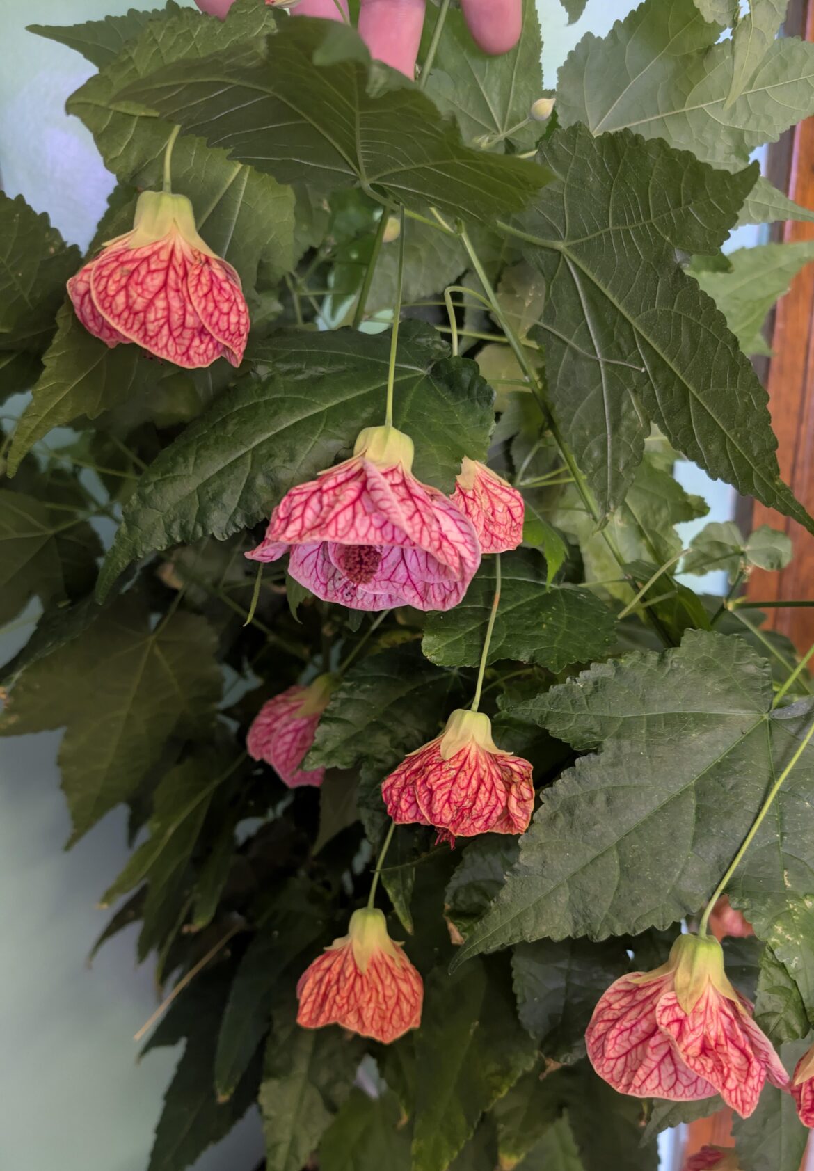Nonstop flowering from this abutilon ❤️