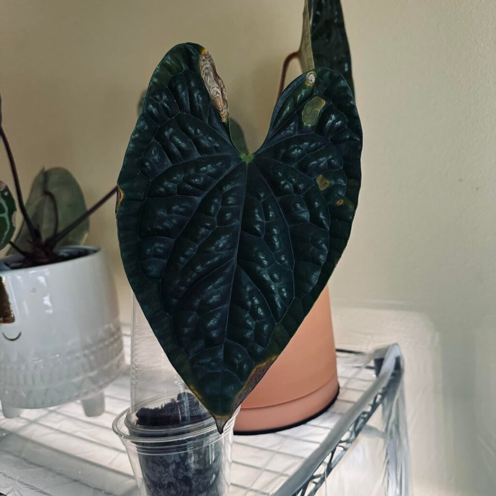 Anthurium Luxurian and Queenie