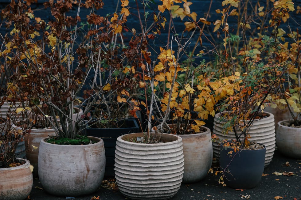 sustainable lifestyle, autumn leaf colored wilted potted plants and craft concrete vases at the street farmer's festival, full frame, ambient sunlight