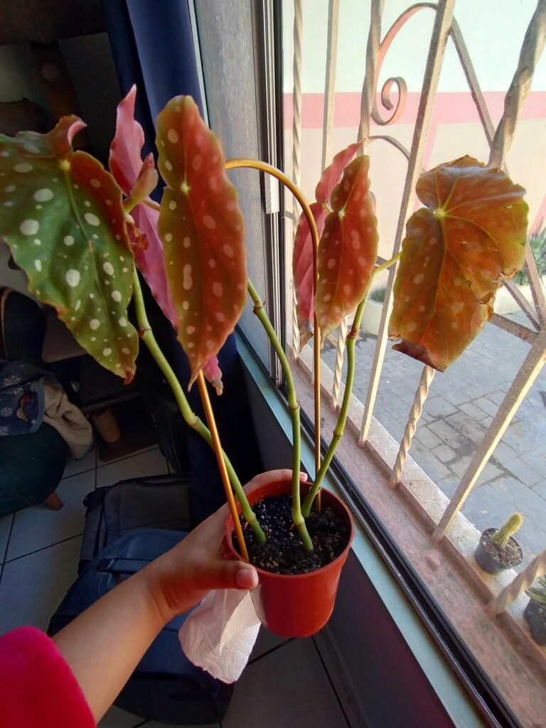 Advise repotting Advise repotting