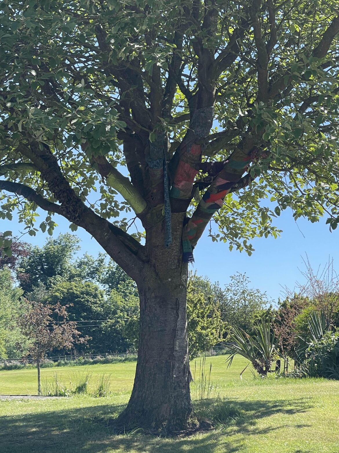 This tree at college has scarfs on it