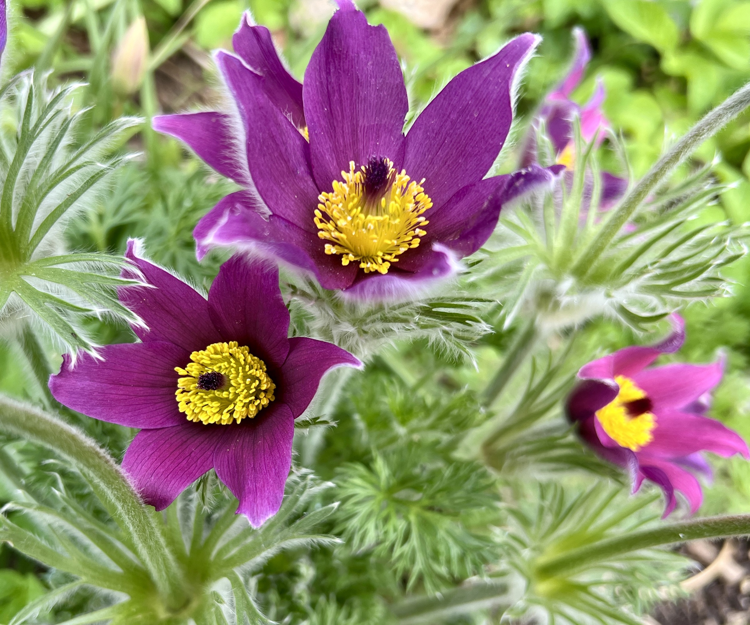 Pasqueflower, rock garden
