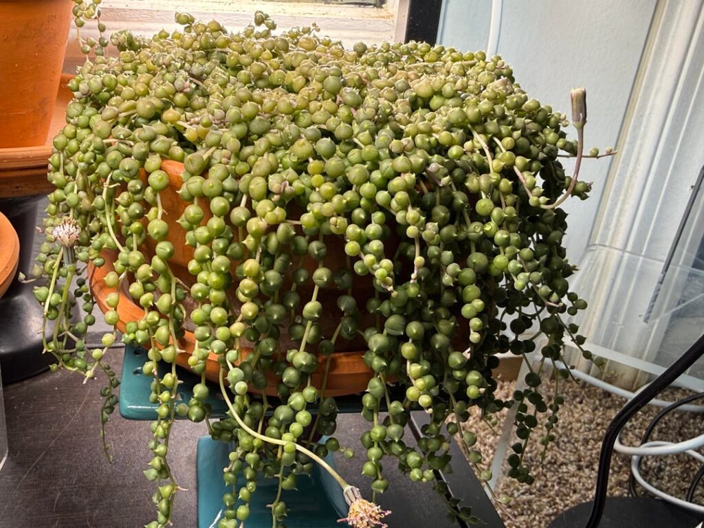 My happy SoP with flowers