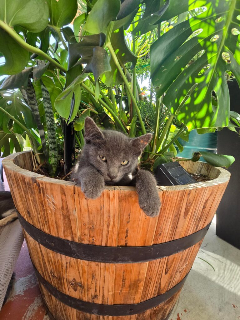 These are my cats in plants.