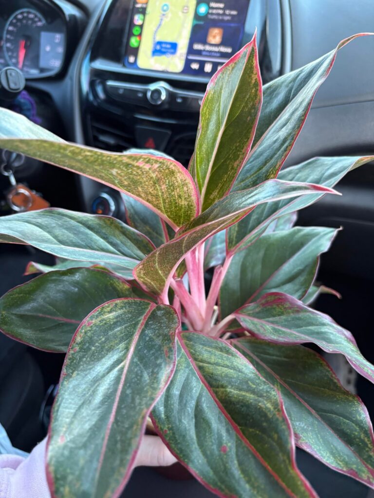 what is this?