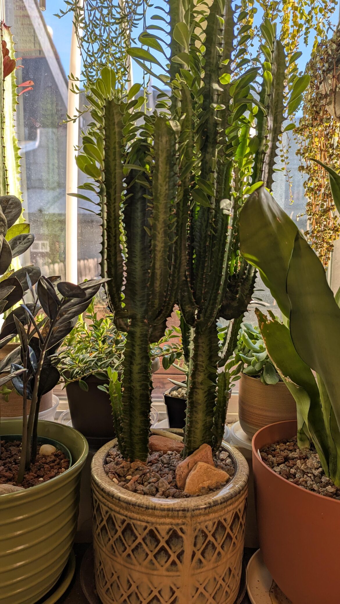 I'm going to be repotting my euphorbia trigona soon and although I'd like to keep them together, I'm not sure if I should.