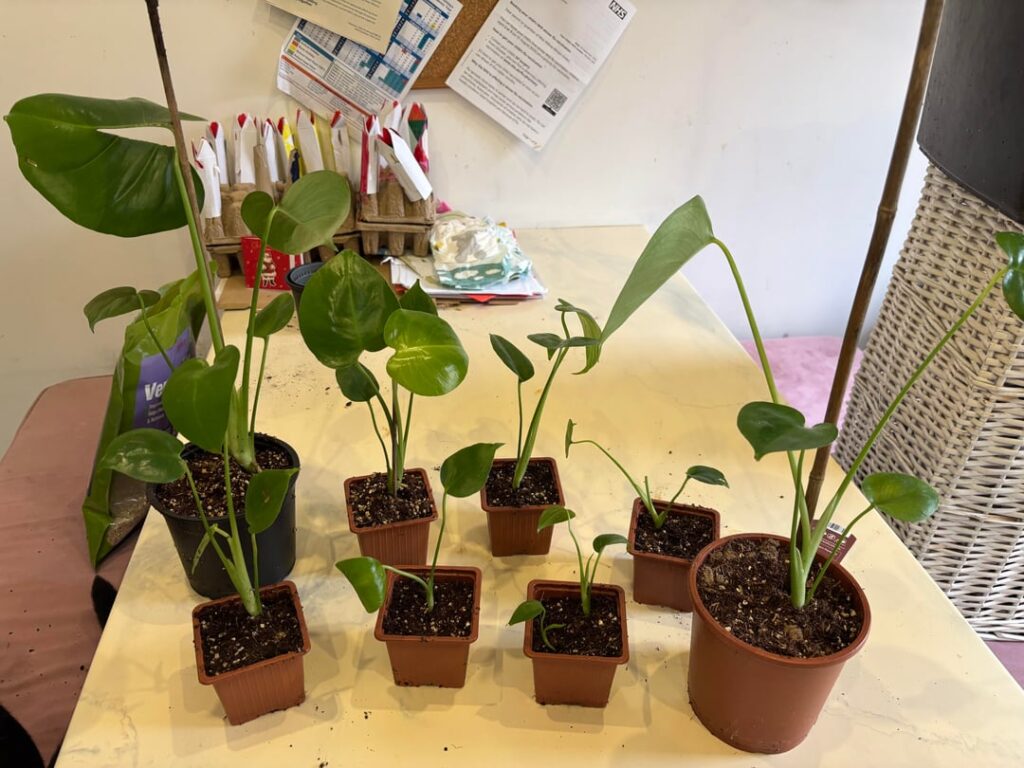 The monstera that was actually nine monsteras…