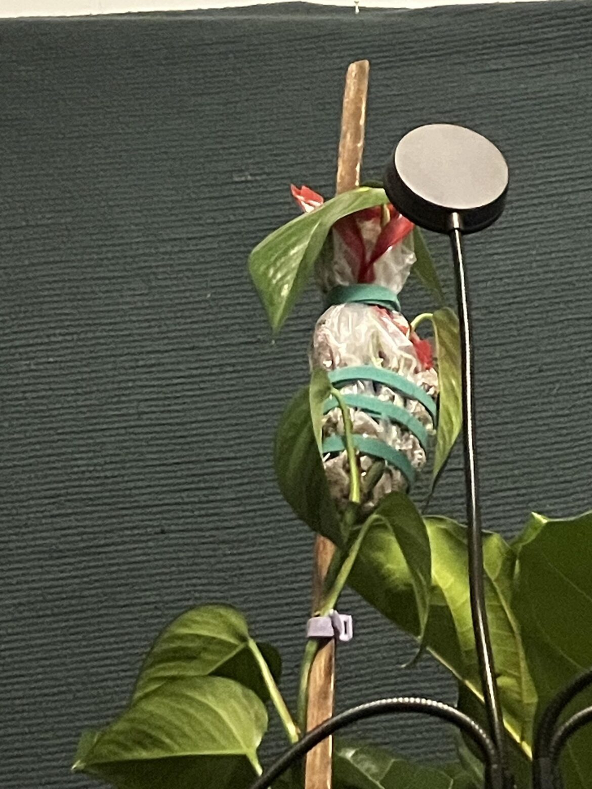 Yes daddy, put that bag of wet spag moss on my vine.