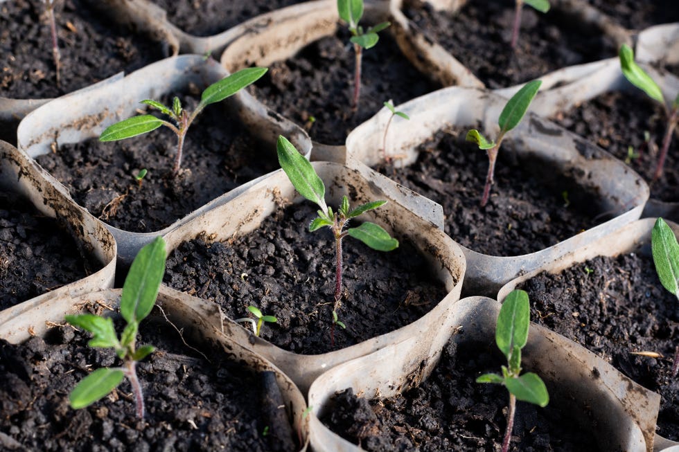 Young green sprouts of tomato seedlings in a greenhouse tomato seedling in boxes, growing in a greenhouse, close up, february, march.