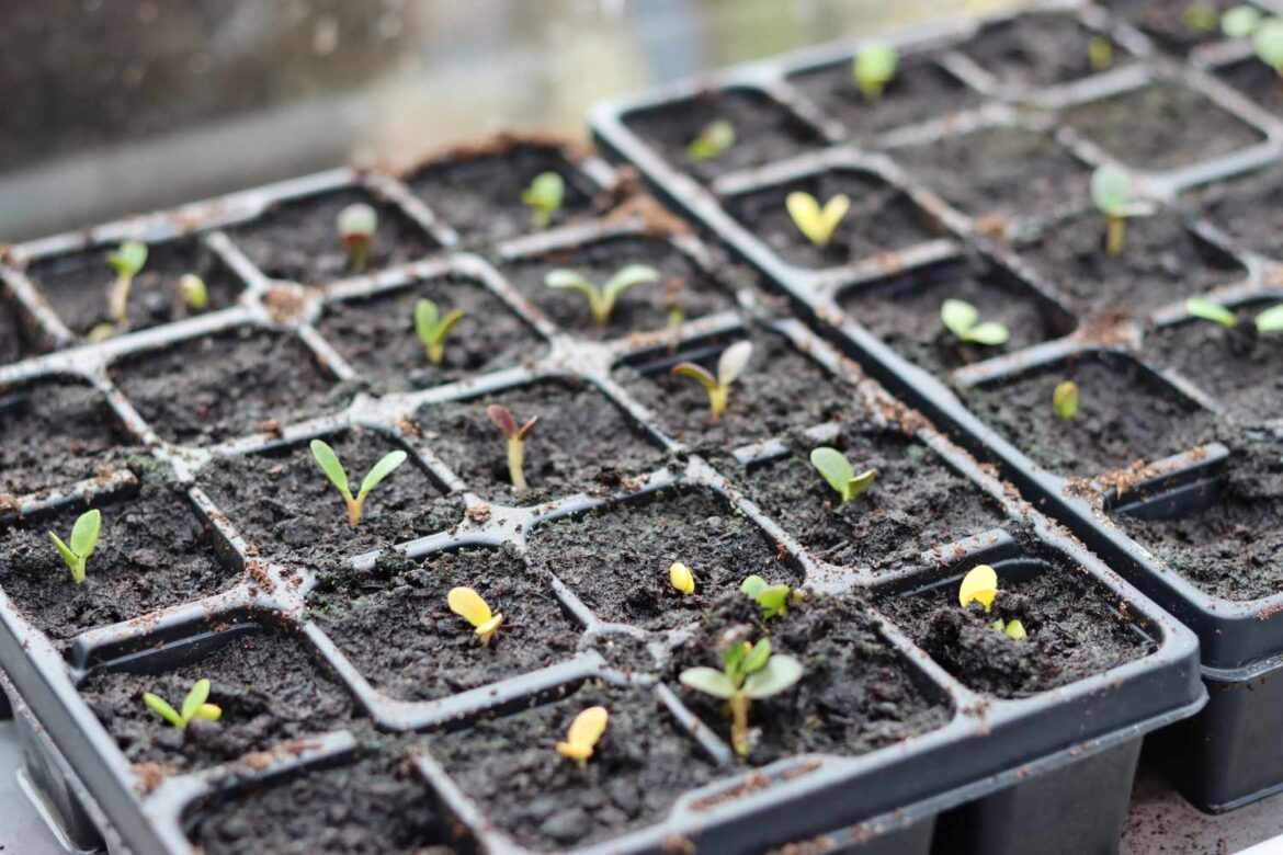 What Happens If You Start Seeds Too Early? What Happens If You Start Seeds Too Early?