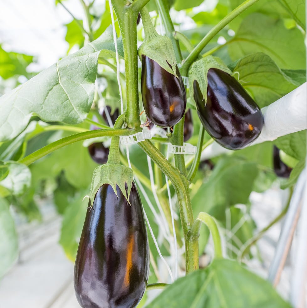 inside a greenhouse;harvest all year round