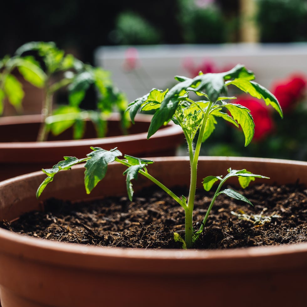 tomato plant in a plant pot.