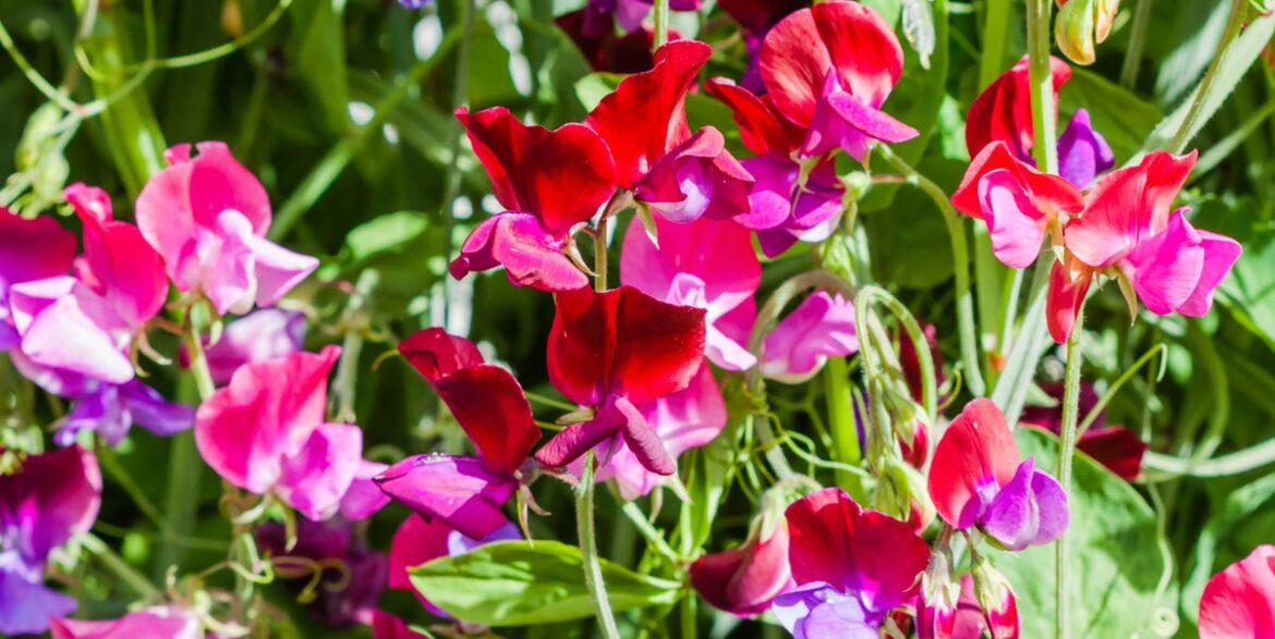 7 Seeds to Start Indoors in February for a Head Start on Spring