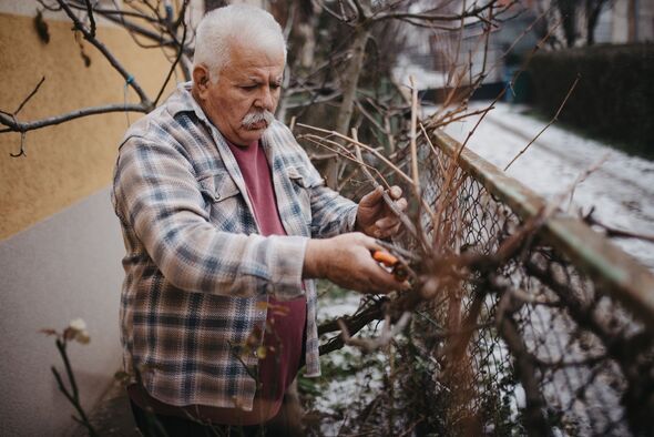 Senior adult man pruning garden fence in winter