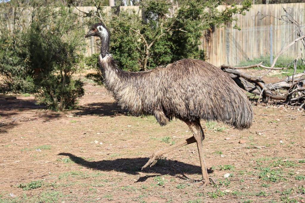 emu at Serendip Sanctuary