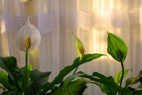 Several spatifillum flowers, known as 