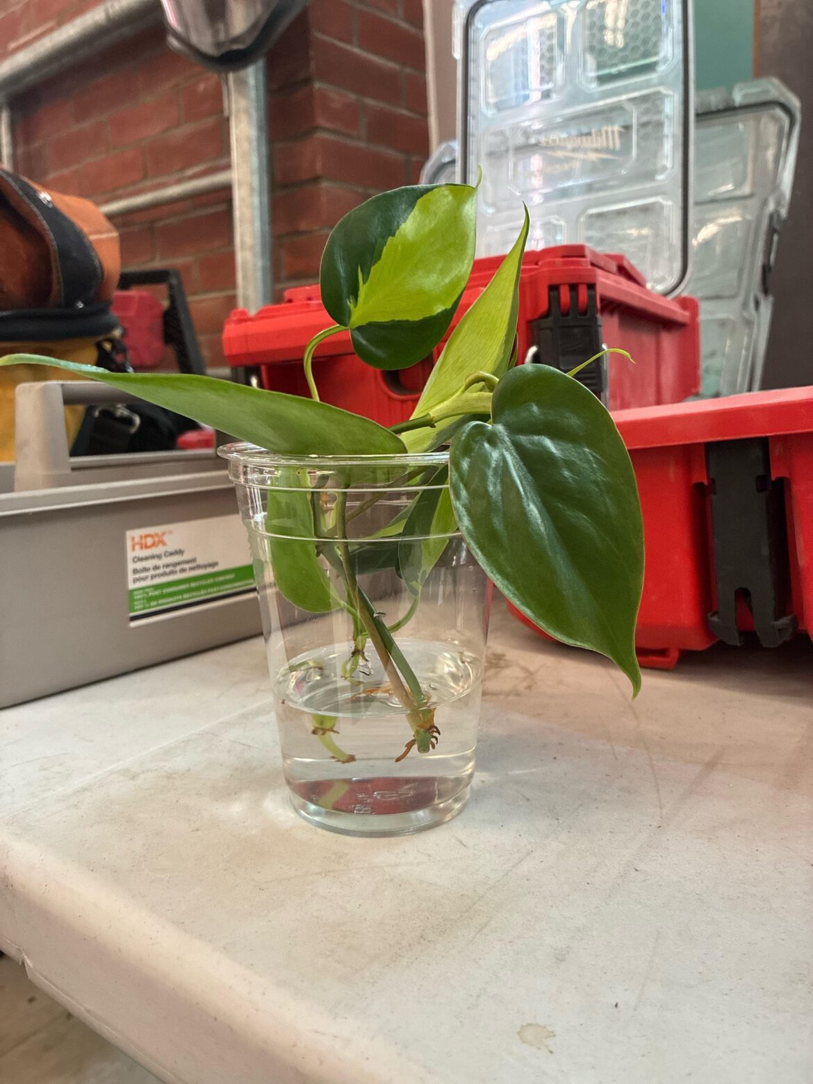 Found a over watered dying pothos on a job site