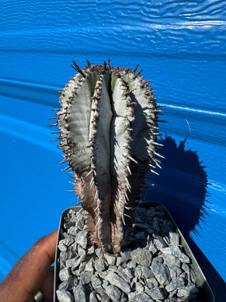 Euphorbia polygona Snowflake