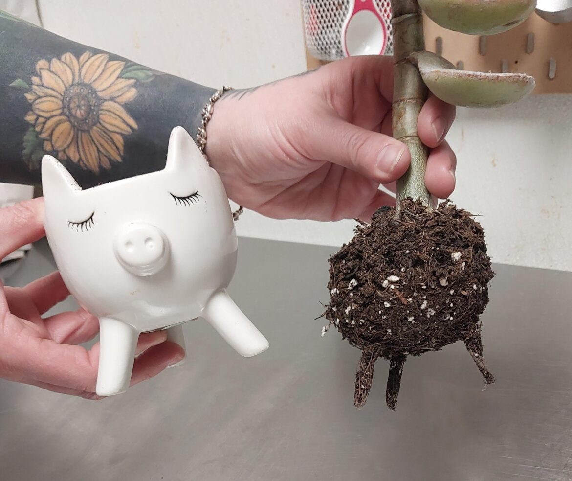 Why did my plant grow legs? Is it trying to escape?