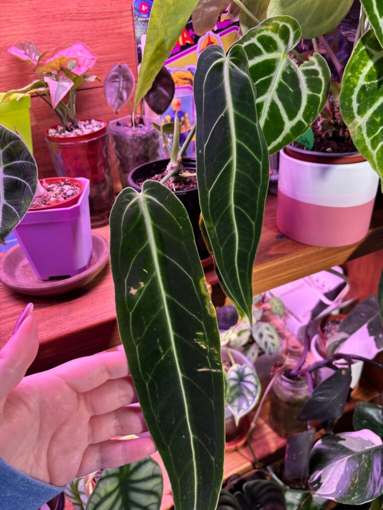 pest damage? pest damage?