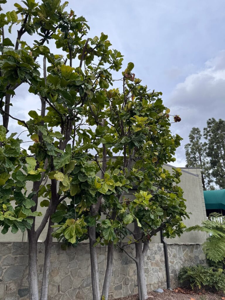 Are these fiddle leaf fig trees?