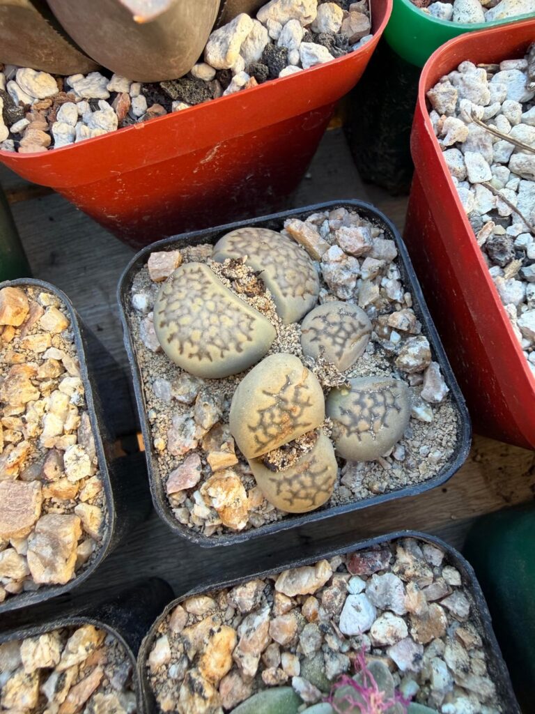 Lithops and A. spathulata