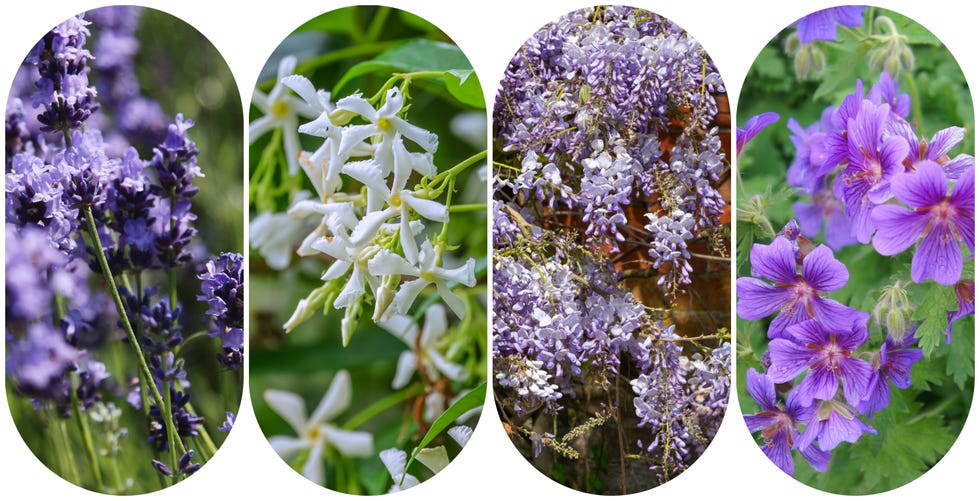 Shrubs and climbers - west facing garden plants shrubs and climbers west facing garden plants, lavender, star jasmine, wisreria, hardy geranium