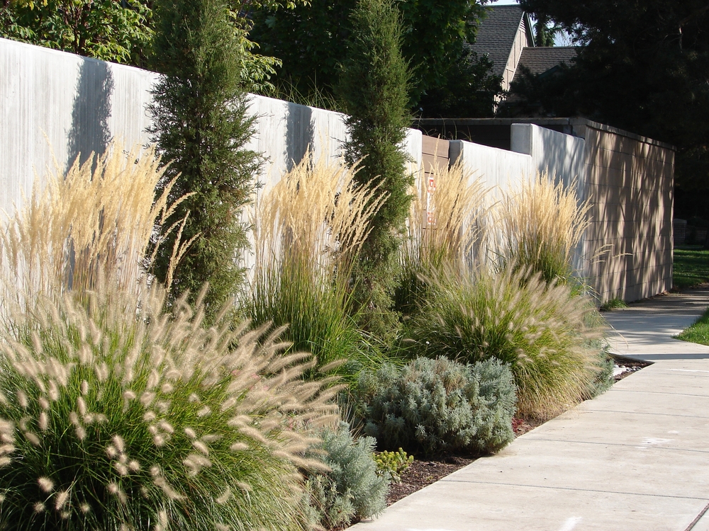 ornamental grasses in a xeriscape garden, Karl Foerster Grass