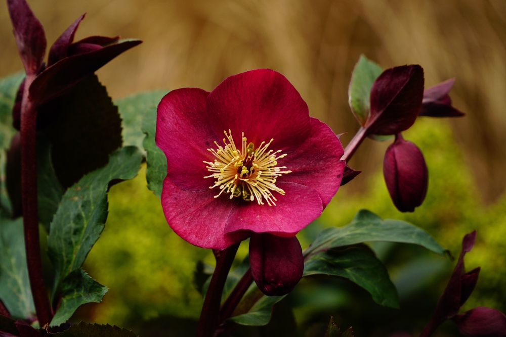 Purple hellebores flower with buds on the yellow-green background