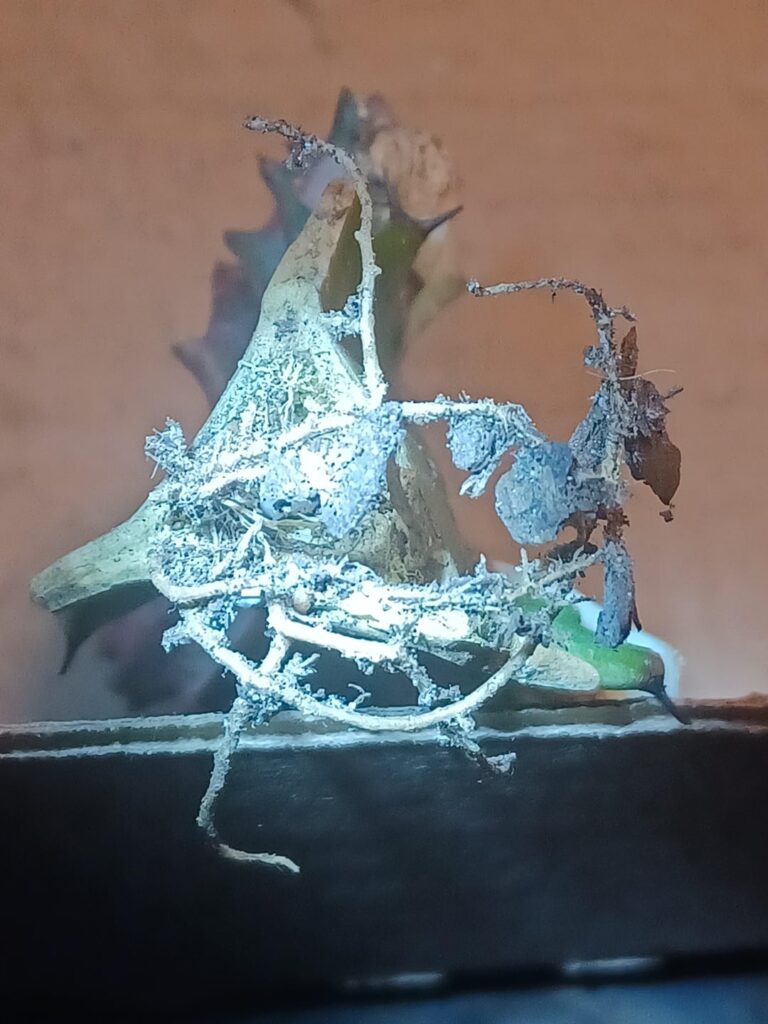 Should i be concerned on the fact it's not been able to root/ settle in the gritty soil?