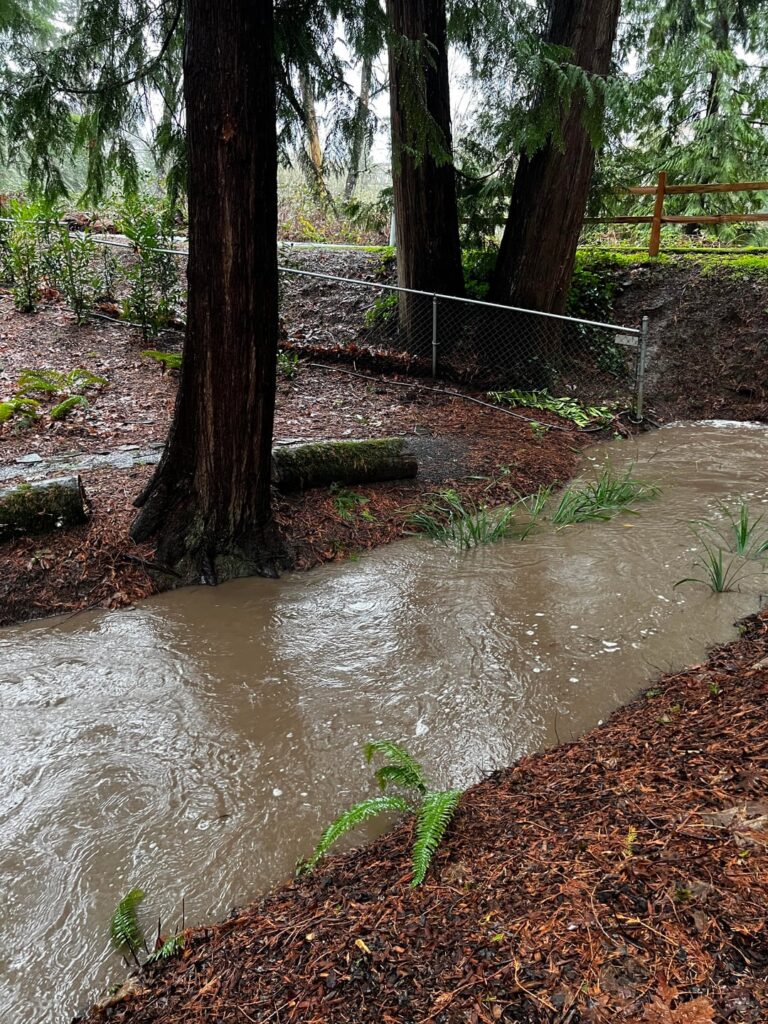 Should this tree go?