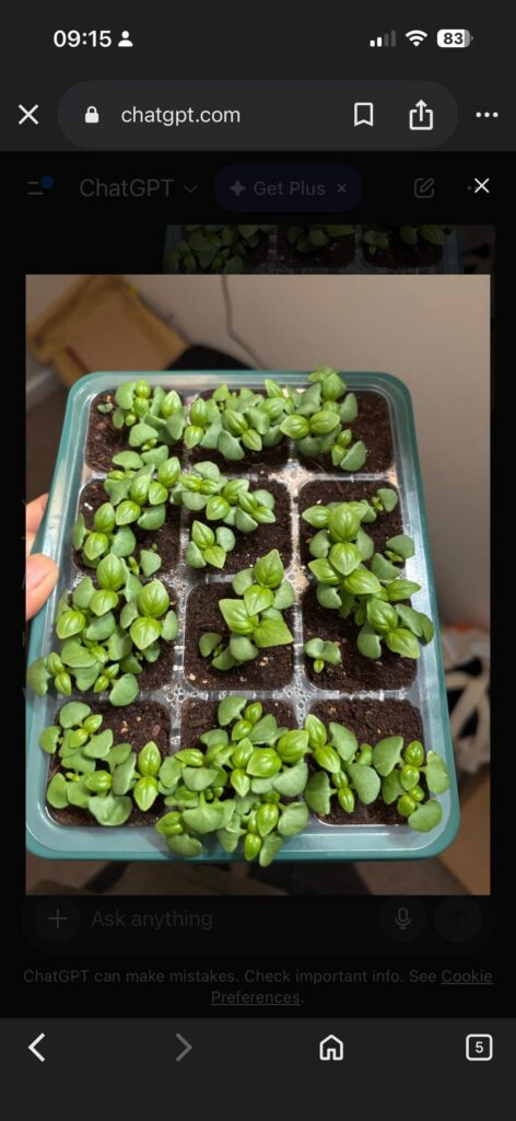 Basil seedlings – what to do next?! Basil seedlings - what to do next?!