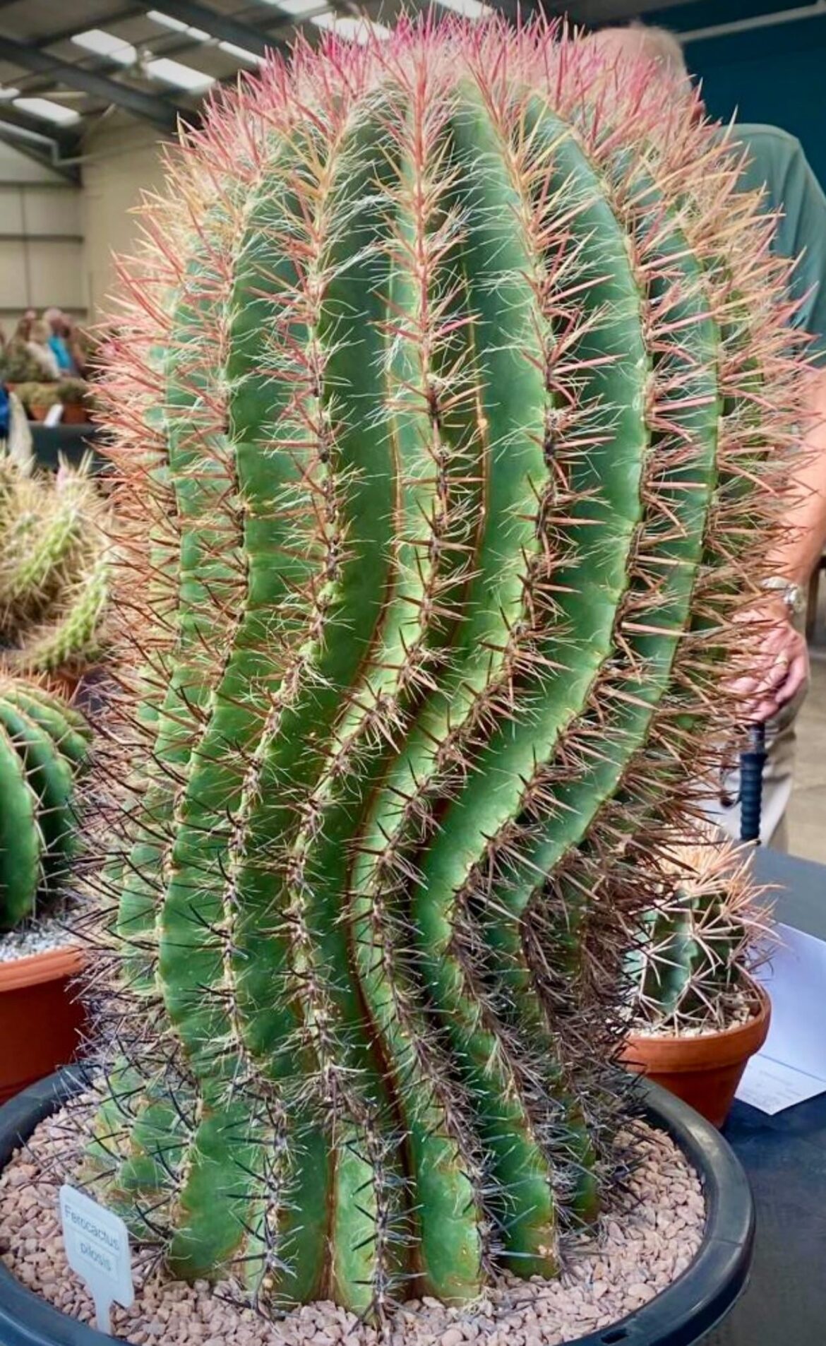 Ferocactus pilosus approx 3Ft high Show specimen
