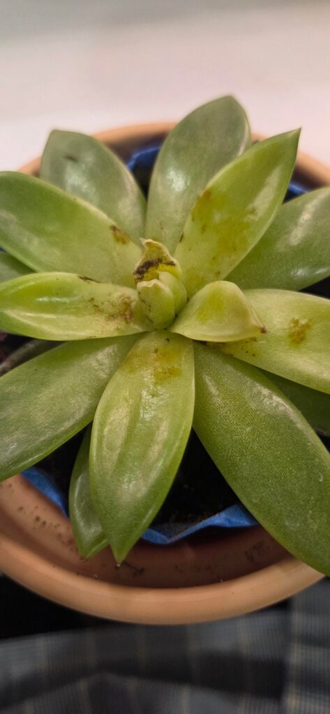 Help! My Succulent 😭