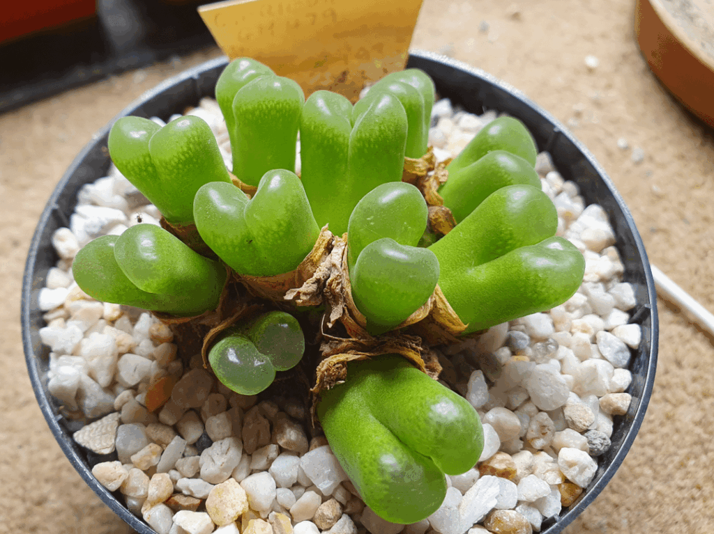 Conophytum friedrichiae