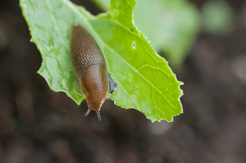 Brown slug on green leaf, Halifax, Nova¬ÝScotia, Canada brown slug on green leaf