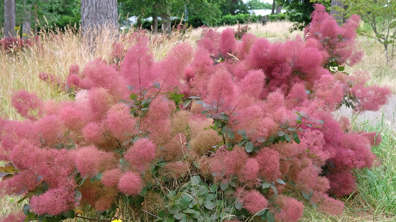 A large, pink smoke bush in flower