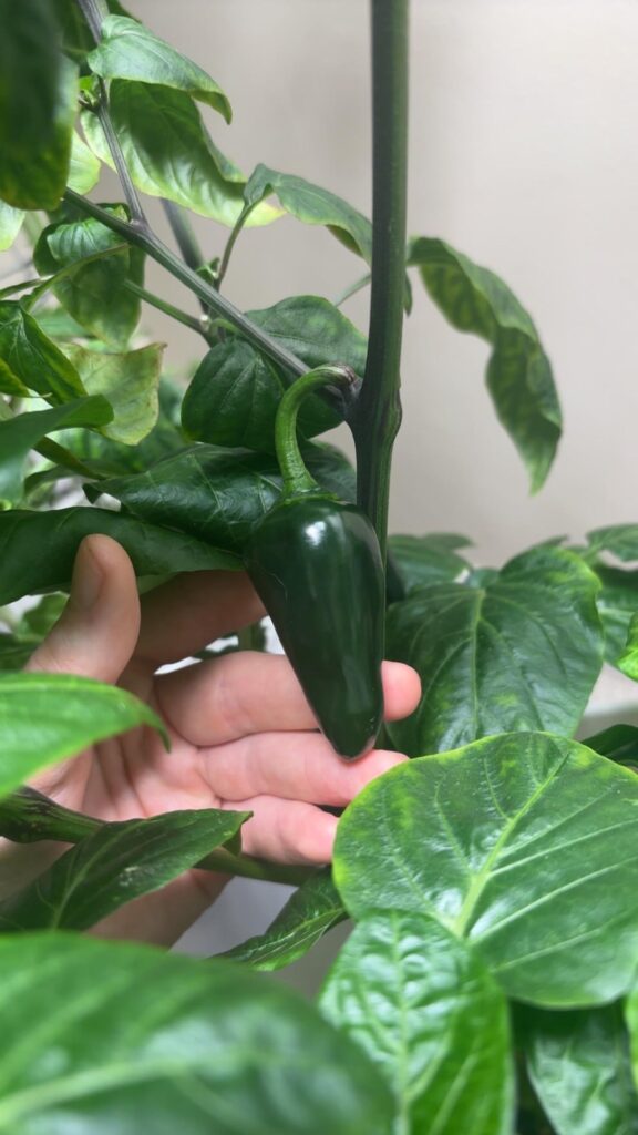 Progress! Picked a few peppers, and a few tomatoes last week.