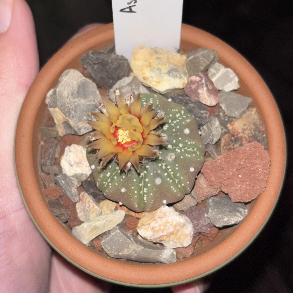 my first bloom :)