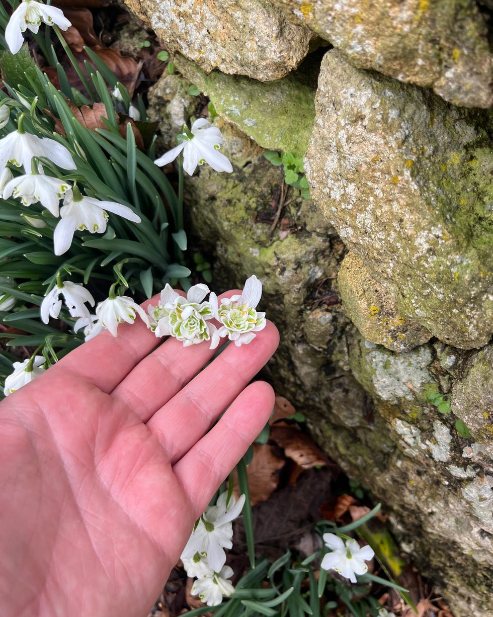 panswick rococo garden snowdrops