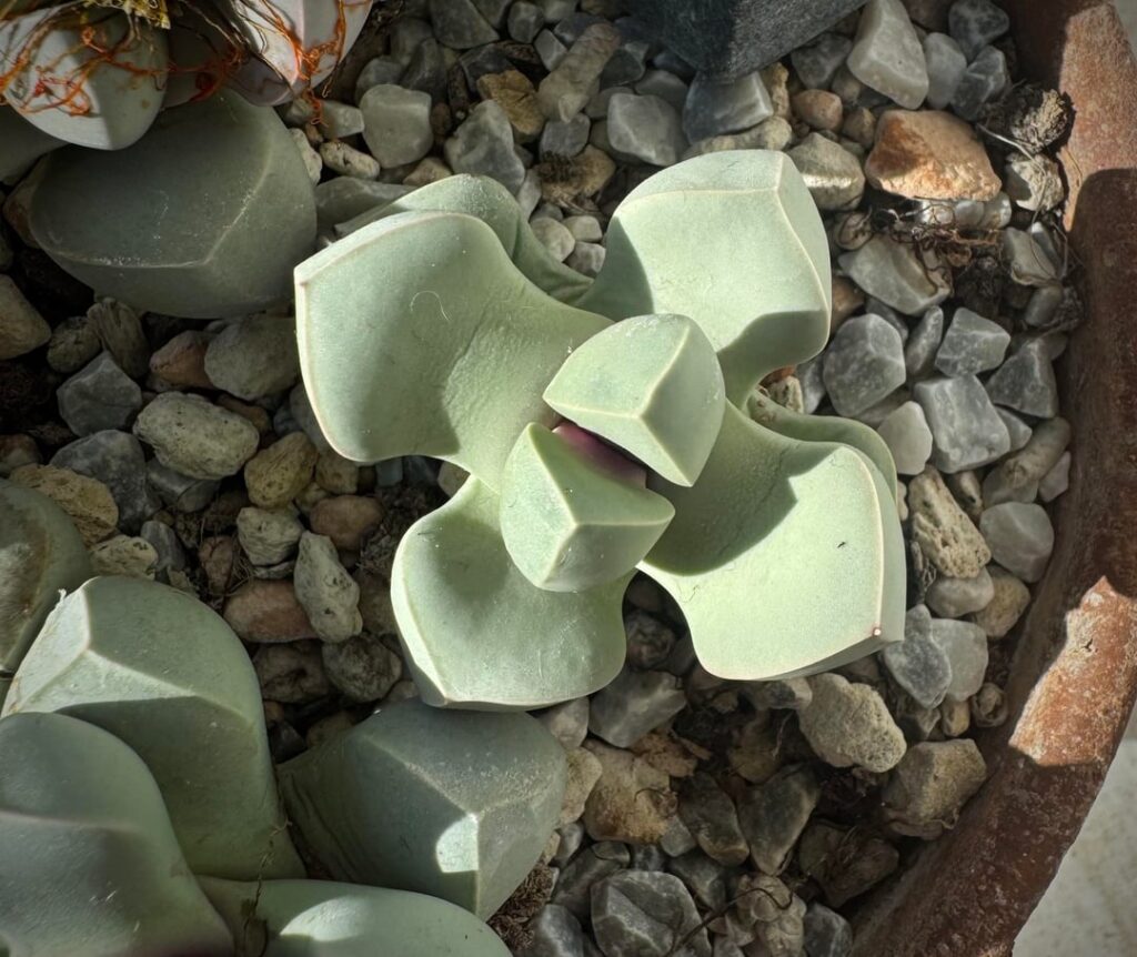 Lapidaria margaretae- i love the geometry of these. They grow well here, for me and are prolific bloomers