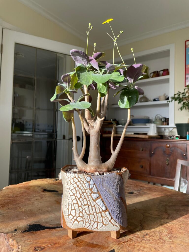 Orthonna Triplinervia - Flowering